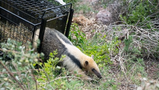 Liberaron un oso melero y más de 30 animales silvestres en el norte de Punilla