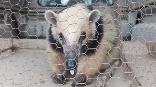 Rescató a un oso melero en San José que estaba acorralado por perros para su posterior liberación