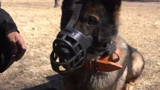 Registro obligatorio: ya se inscribieron 5.701 perros potencialmente peligrosos en la ciudad