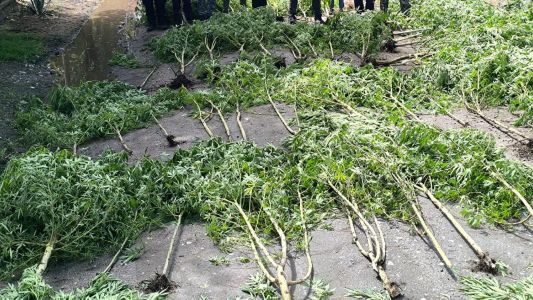 Arrestaron a un hombre por cultivo de cannabis y decomisaron 80 plantas