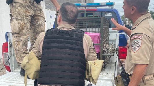 Rescataron en Villa Siburu a un mono tití que apareció en una casa