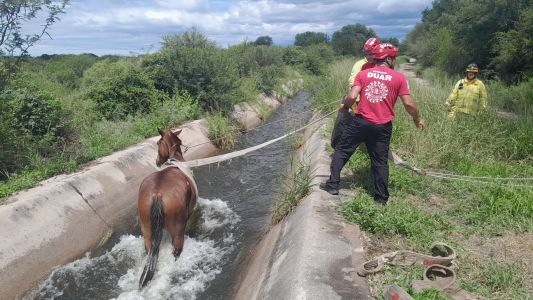 Rescataron a un caballo que cayó en un canal de riego tras las intensas lluvias