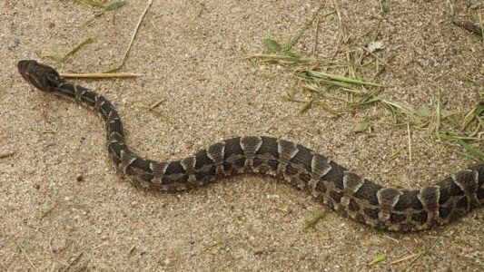 Un nene de 9 años fue internado tras ser mordido por una yarará en Córdoba