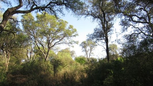 Se amplía el plazo para acceder al Programa de Pago por Servicios Ambientales