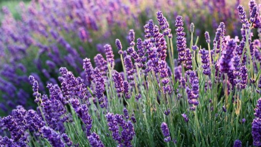 Donde el violeta perfuma las sierras: un viaje entre los campos de lavanda de Córdoba