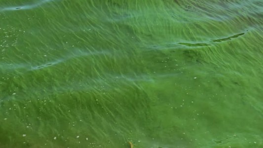 Alerta roja por cianobacterias en la República de los Niños y otros puntos de Buenos Aires