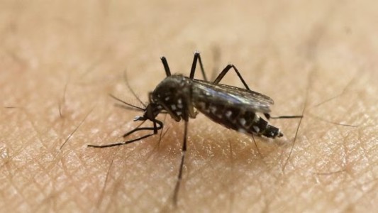 Comienza un nuevo monitoreo contra el mosquito del dengue en barrios de Córdoba
