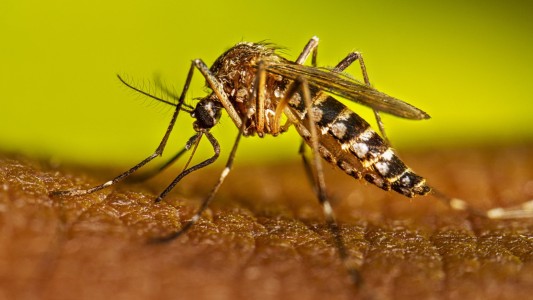 Córdoba confirmó los primeros contagios importados de dengue y chikungunya