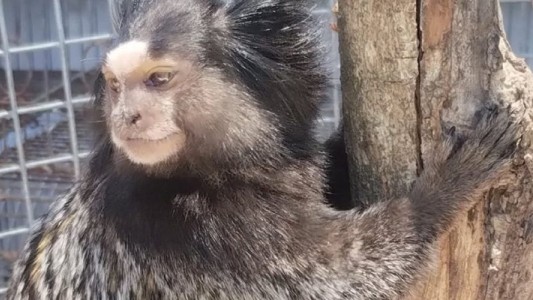 Policía Ambiental rescató fauna silvestre retenida ilegalmente en una vivienda de Laguna Larga