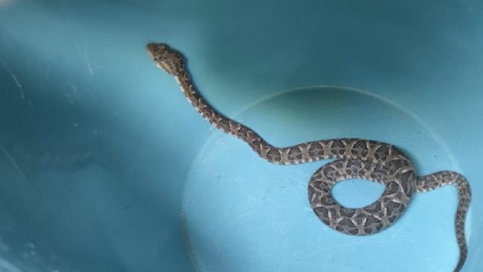 Río Ceballos: encontró una yarará en su cama y fue asistida por la policía