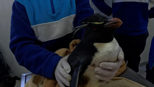 Desnutrición y presión humana, las principales causas de asistencia a animales marinos en 2025