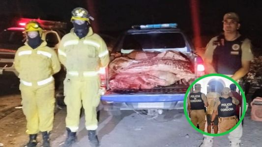 Faena clandestina: secuestran 500 kilos de carne en el norte cordobés
