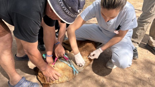 La Municipalidad refuerza la vacunación antirrábica con un amplio cronograma en distintos barrios