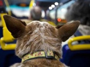 Autorizan el traslado de animales domésticos en el transporte de larga distancia