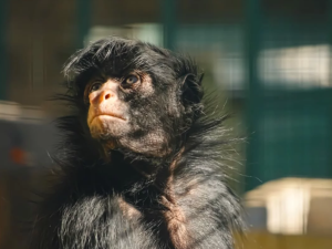 Murieron la mona “Lisa” y el tigre “Diego”, históricos animales del Parque de la Biodiversidad