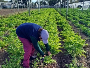 Abren las inscripciones para participar del programa “La Huerta en Tu Hogar” 2026