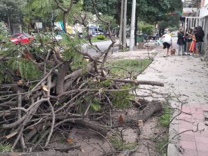 Fuerte viento en Córdoba: un árbol cayó y provocó cortes de tránsito