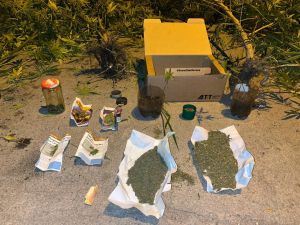 Cayó un hombre con 61 plantas de marihuana en barrio 1° de Mayo