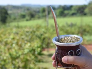 Se desploma el consumo de yerba mate y febrero marca su peor registro en cinco años