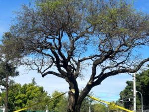 El quebracho blanco vive: celebran su rebrote tras el polémico traslado en Villa Allende