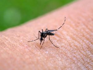 Alerta por chikungunya: ya son 433 los casos confirmados en toda la Argentina