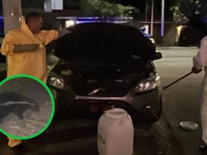 Patrulla Rural rescató a un zorrino juvenil oculto en un auto en Villa Belgrano