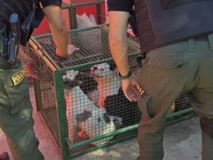 Rescatan a más de 30 perros de un criadero clandestino en el barrio Villa Unión
