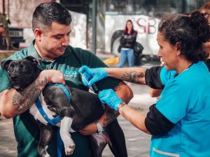Día del Animal: jornada de vacunación antirrábica en el Concejo Deliberante en la ciudad