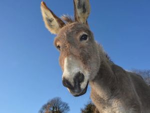 Polémica en Trelew por la venta de carne de burro como alternativa económica