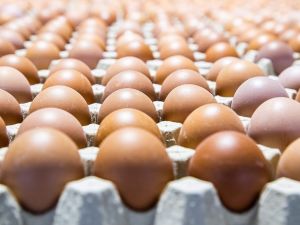 Huevos cordobeses al mundo: productores exportarán huevo deshidratado a Japón y Rusia
