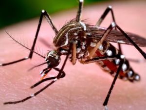 Detectan nuevos casos de chikungunya autóctono en Córdoba