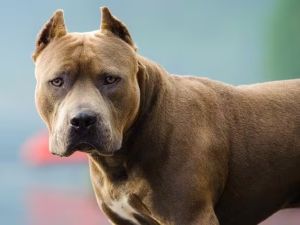 Un niño fue mordido por un pitbull y terminó hospitalizado