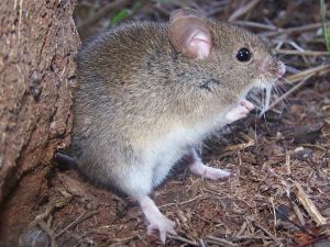 Salud reforzó las medidas para prevenir la Fiebre Hemorrágica Argentina este otoño
