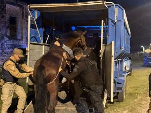Operativos rurales: detenciones por caza ilegal y rescate de animales en mal estado