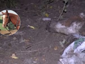 Denuncian faena clandestina de caballos y hechos de inseguridad en Unquillo