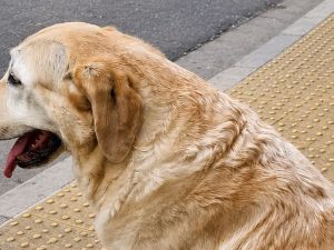 Tras un operativo, apareció sano y salvo un perro lazarillo en Nueva Córdoba