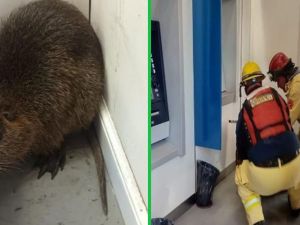 Una nutria sorprendió a todos en el centro de Cruz del Eje y fue rescatada