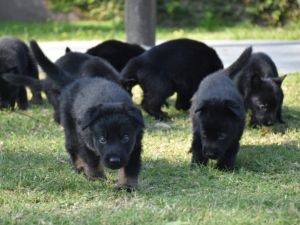 La Fuerza Policial Antinarcotráfico sumó ocho nuevos cachorros a su División K-9