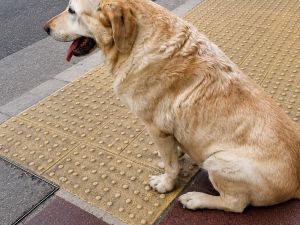 Tras un operativo, apareció sano y salvo un perro lazarillo en Nueva Córdoba