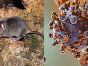 Hantavirus en Argentina: ya se confirmaron 102 casos y especialistas piden mantener la calma