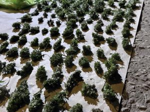 Allanamientos en Marcos Juárez: la FPA secuestró cocaína, tussi y marihuana y detuvo a dos narcomenudistas