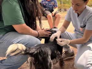 Jornadas itinerantes de vacunación antirrábica gratuita para perros y gatos en la ciudad
