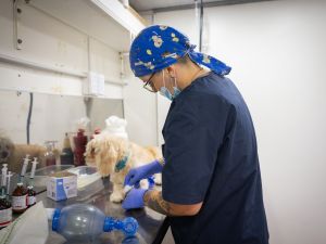 Reconocimiento internacional para Córdoba por su gestión humanitaria de animales de compañía