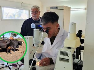 Córdoba impulsa la exportación de biotecnología bovina hacia Filipinas