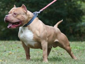 Una niña de 6 años fue gravemente atacada por un perro pitbull en Córdoba