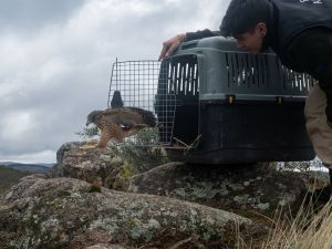 Liberaron 20 aves rescatadas en un paraje de las Sierras Chicas cerca de Córdoba