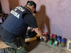 Allanamientos en la ciudad: siete detenidos y secuestro de drogas y plantas de cannabis