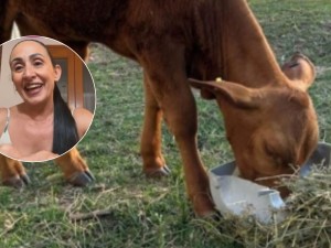 Hernando: tras el robo y muerte de Bernie, la escuela recuperó una nueva ternera para su proyecto educativo