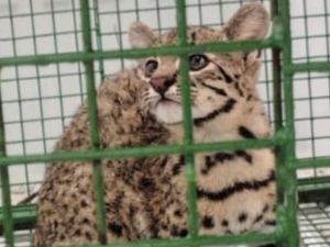 Recuperaron un cachorro de gato montés que estaba en cautiverio en Marcos Juárez