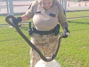 Apareció una boa constrictora cerca del edificio de La Voz del Interior